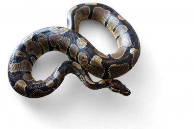 Top Python (