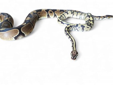 The Ball Python (Python regius) also called the Royal Python, is a python species native to West and Central Africa isolated on white background clipart