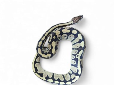 Top Python (