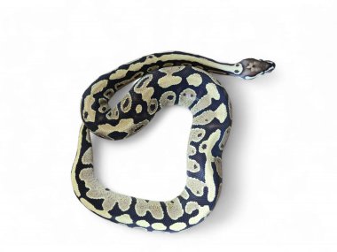 The Ball Python (Python regius) also called the Royal Python, is a python species native to West and Central Africa isolated on white background clipart