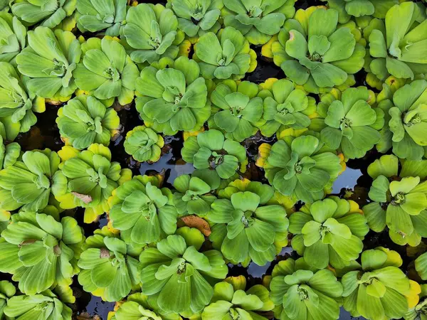 Su marulu (Pistia stratiotes) yüzen bitkiler göletler ve nehirler üzerinde yetişir. Çok yeşildir ve suyun üstündeki çiçeklere benzer. Bu su marulu bitkileri nehri taze tutar ve iyileştirir.