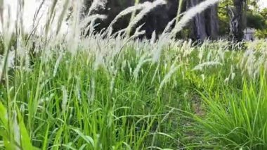 bir sazlık çiçeği (Imperata silindiri), Ilalang, Alang-alang, Kunai otları
