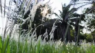 bir sazlık çiçeği (Imperata silindiri), Ilalang, Alang-alang, Kunai otları