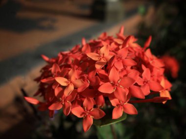 Red Ixora chinensis (Chinese Ixora, Ishwara, West Indian Jasmine, Jejarum, Viruchi, Jungle Flame, Jungle Geranium) in Sabah Agriculture Park, Tenom, Malaysia (Borneo) clipart