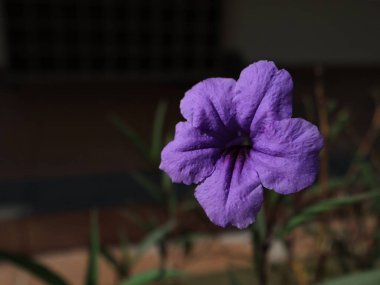 Ruellia Simplex, Mexico Petunia, Mexico BlueBell, Britton Wild Petunia ya da bulanık geçmişi olan Kencana Ungu 'nun yakın plan fotoğrafları.