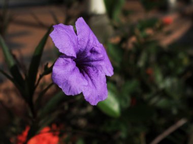 Ruellia Simplex, Mexico Petunia, Mexico BlueBell, Britton Wild Petunia ya da bulanık geçmişi olan Kencana Ungu 'nun yakın plan fotoğrafları.
