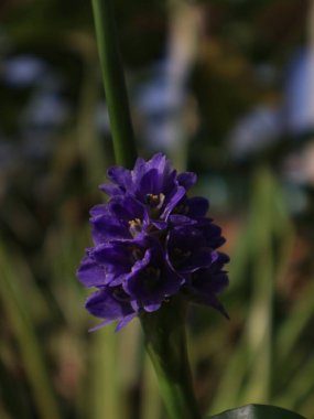 Hyacinthus oryantalis bir çayırda mavi çiçekler, bahçedeki üzümlü sümbül tarlası, bahar sezonu wiyh bulanık arka plan