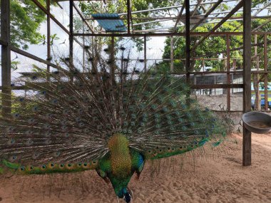 harika ve güzel tavus kuşu veya Pavo kristali renkli kuyruk tüylerini kuşhanede dişi tavus kuşunu çekmek için sergiliyor