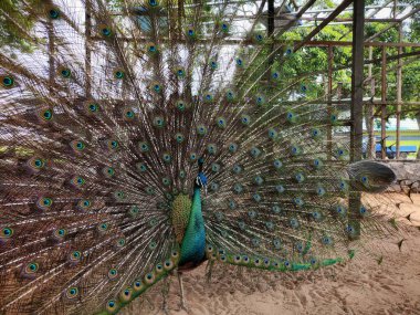 harika ve güzel tavus kuşu veya Pavo kristali renkli kuyruk tüylerini kuşhanede dişi tavus kuşunu çekmek için sergiliyor