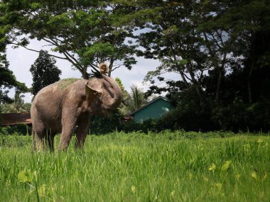 Bir fil, teritip hayvan barınağındaki taze yeşil otları toplamak ve yemek için hortumunu kullanarak çim arazisinde otlar.