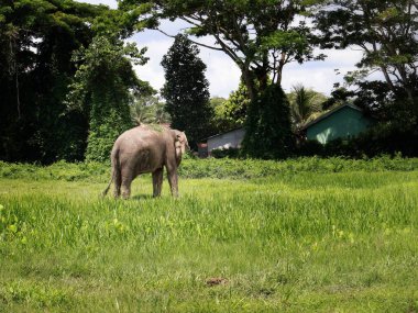 Bir fil, teritip hayvan barınağındaki taze yeşil otları toplamak ve yemek için hortumunu kullanarak çim arazisinde otlar.