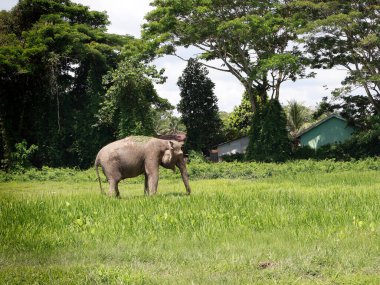 Bir fil, teritip hayvan barınağındaki taze yeşil otları toplamak ve yemek için hortumunu kullanarak çim arazisinde otlar.