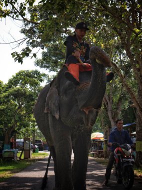 Balikpapan doğusundaki Kalimantan Kasım 03.2024 dişi fil binicisi teritip hayvan barınağında evcil hayvan olarak Asya fillerine biniyor.