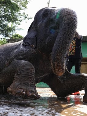 Balikpapan doğusundaki Kalimantan Kasım 03.2024 Hayvan barınağında eğitmen tarafından yıkanan Fil Teritip Balikpapan