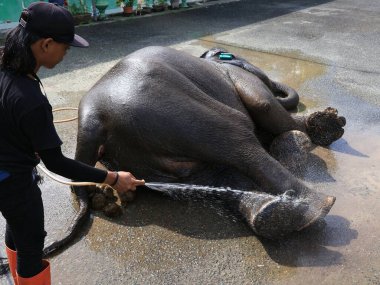 Balikpapan doğusundaki Kalimantan Kasım 03.2024 Hayvan barınağında eğitmen tarafından yıkanan Fil Teritip Balikpapan