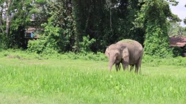 Balikpapan doğusundaki Kalimantan Kasım 03.2024 bir fil çayırlarda avlanıyor, hortumunu kullanarak teritip hayvan barınağında taze yeşil otlar yiyor.