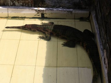  Tuzlu su timsahının (Crocodylus porosus) kafasının yakın plan çekimi, dişli burnu ve keskin dişleri vurguluyor..