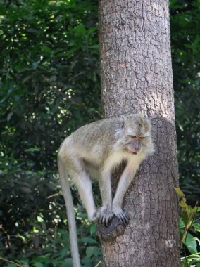 Uzun kuyruklu makak (Macaca fascicularis) ağaçta dinleniyor, yakın plan, Endonezya, Asya