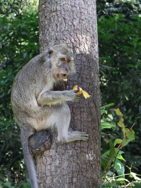 Long tailed macaque (Macaca fascicularis) in the natural environment relaxing on the tree, close up, Indonesia, Asia clipart