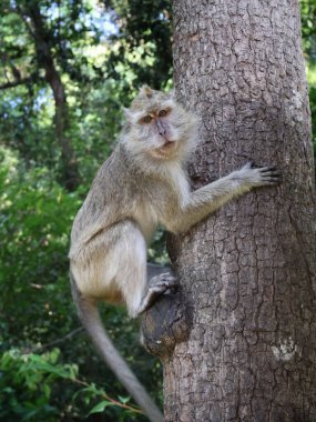 Uzun kuyruklu makak (Macaca fascicularis) ağaçta dinleniyor, yakın plan, Endonezya, Asya