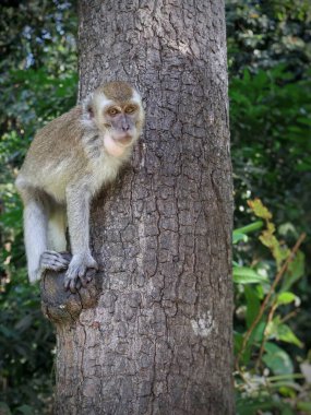 Long tailed macaque (Macaca fascicularis) in the natural environment relaxing on the tree, close up, Indonesia, Asia clipart