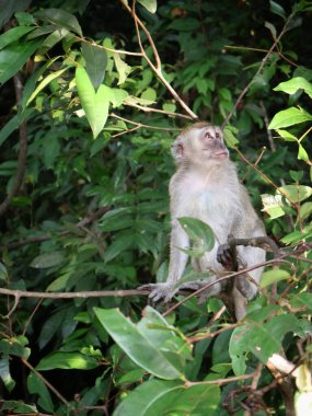 Doğal ortamda uzun kuyruklu makak (Macaca fascicularis) dalda dinleniyor, yakın plan, Endonezya, Asya