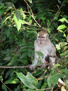 Doğal ortamda uzun kuyruklu makak (Macaca fascicularis) dalda dinleniyor, yakın plan, Endonezya, Asya