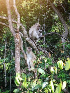 Doğal ortamda uzun kuyruklu makak (Macaca fascicularis) dalda dinleniyor, yakın plan, Endonezya, Asya