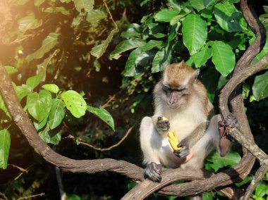 Long tailed macaque (Macaca fascicularis) in the natural environment relaxing on the branch, close up, Indonesia, Asia clipart