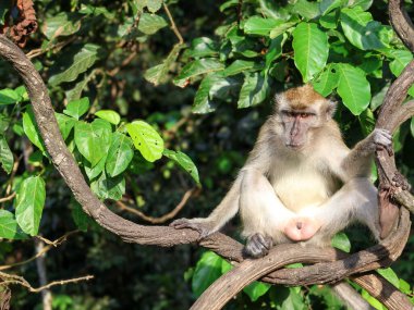 Long tailed macaque (Macaca fascicularis) in the natural environment relaxing on the branch, close up, Indonesia, Asia clipart