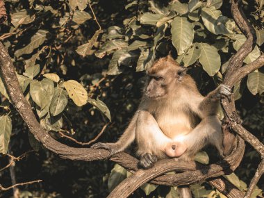 Long tailed macaque (Macaca fascicularis) in the natural environment relaxing on the branch, close up, Indonesia, Asia clipart