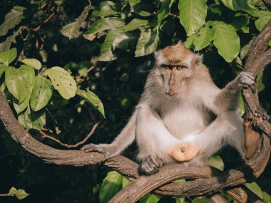 Long tailed macaque (Macaca fascicularis) in the natural environment relaxing on the branch, close up, Indonesia, Asia clipart