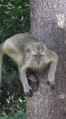 Doğal ortamda uzun kuyruklu makak (Macaca fascicularis) dalda dinleniyor, yakın plan, Endonezya, Asya