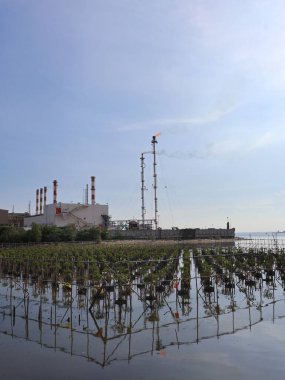 Balikpapan-East Kalimantan November 10,2024 Mangrove tree nursery and planting on the coast wint background pertamina oil refinery at balikpapa clipart