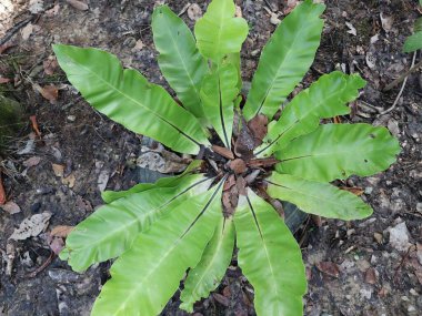 Asplenyum antika ya da kuş yuvası eğreltiotu bahçede yetişir..
