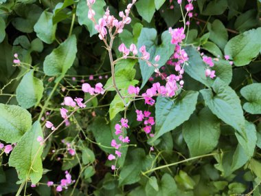 Vahşi mercan sarmaşıkları ön bahçedeki çitlerde sürünüyor, antigonon leptopot doğal arka plan.