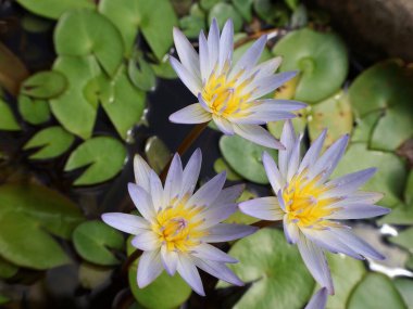 Güzel tropikal çiçeklere, nemfaiye Micrantha 'ya veya botanik bahçesindeki nilüferlere, beyaz nilüfer çiçeğine yakın dur.