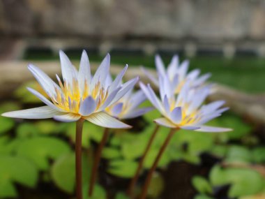 Close up of Beautiful lile tropical flowers, nymphaea Micrantha or water lily in botanical garden,white lotus flower clipart