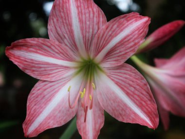 Amaryllis - Bu çarpıcı çiçeklerin gurur anlamına geldiğine inanılır, pembe çiçek açan Amaryllis 'e yakın.