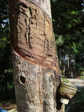 Close-up of rubber tree latex collection process, showing flowing sap into a plastic container at the base of the tree clipart