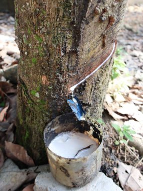 Plastik ağaç lateks toplama işleminin yakın plan görüntüsü. Ağacın tabanındaki plastik bir kabın içine akan özsuyu gösteriyor.