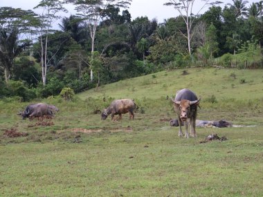 Bufalo çamur banyosu yaptıktan sonra Buffalo, Bukit Kebo Balikpapan 'da serinlemek için çamura batmayı seven bir hayvandır.