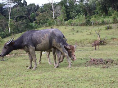 Bufalo çamur banyosu yaptıktan sonra Buffalo, Bukit Kebo Balikpapan 'da serinlemek için çamura batmayı seven bir hayvandır.