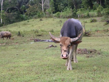 Bufalo çamur banyosu yaptıktan sonra Buffalo, Bukit Kebo Balikpapan 'da serinlemek için çamura batmayı seven bir hayvandır.