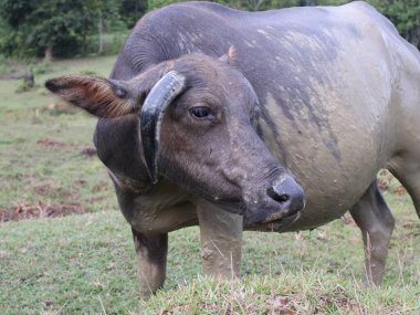 Bufalo çamur banyosu yaptıktan sonra Buffalo, Bukit Kebo Balikpapan 'da serinlemek için çamura batmayı seven bir hayvandır.