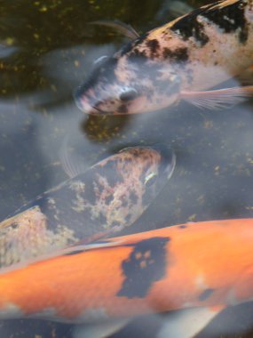 Koi balıkları çeşitli parlak renklerde göletler, bir bahçeyi süsler, çeşitli renklerde bir grup koi balığı genellikle içeride ve dışarıda güzellik ve iyi şans için saklanır..