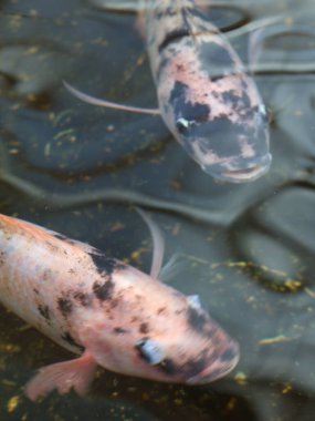 Koi balıkları çeşitli parlak renklerde göletler, bir bahçeyi süsler, çeşitli renklerde bir grup koi balığı genellikle içeride ve dışarıda güzellik ve iyi şans için saklanır..