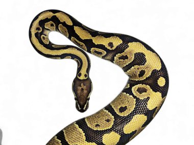 Royal Phyton, Ball Python, Ball Python Mojave olarak da bilinir. İzole arka planda yakın plan, Regius pitonu izole arka planda yakın plan.