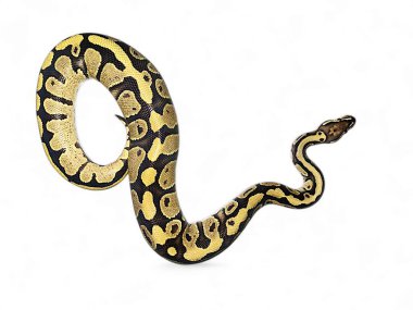 Royal Phyton, Ball Python, Ball Python Mojave olarak da bilinir. İzole arka planda yakın plan, Regius pitonu izole arka planda yakın plan.