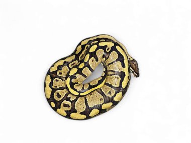 The Royal Phyton also know as The Ball Python,Ball python Mojave closeup on isolated background, Regius python closeup on isolated background clipart